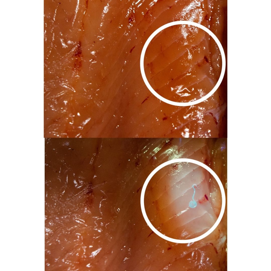 ハンディライト (UV LED) LETC366UV