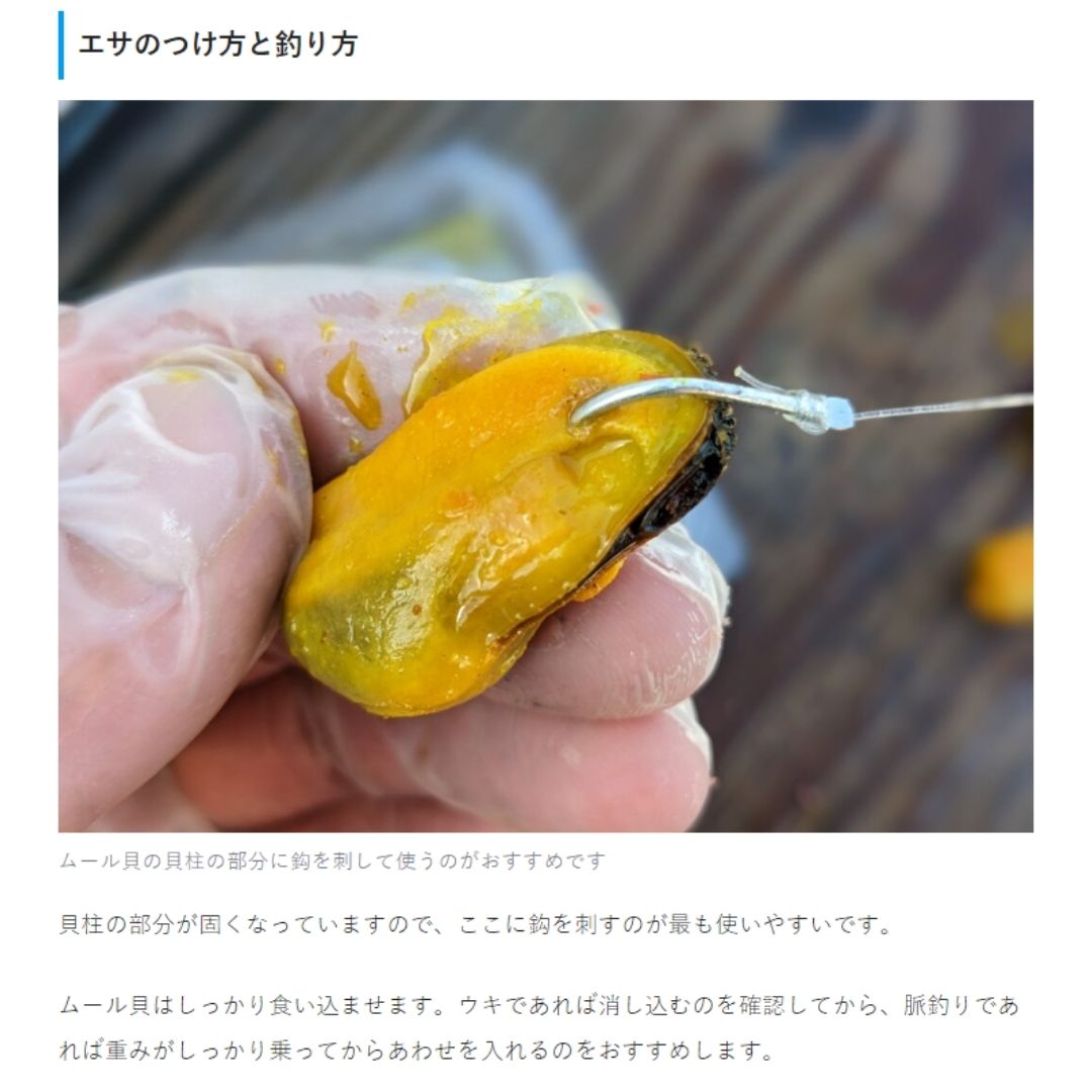 快釣エサ M (ムール貝) クール便