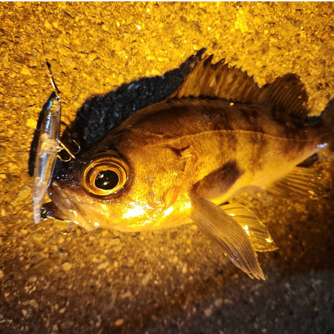 PICONE セーリングボート柄 ポロシャツ サイズM PICONE 水色 PICONE セーリングボート柄 ポロシャツ サイズM PICONE 水色