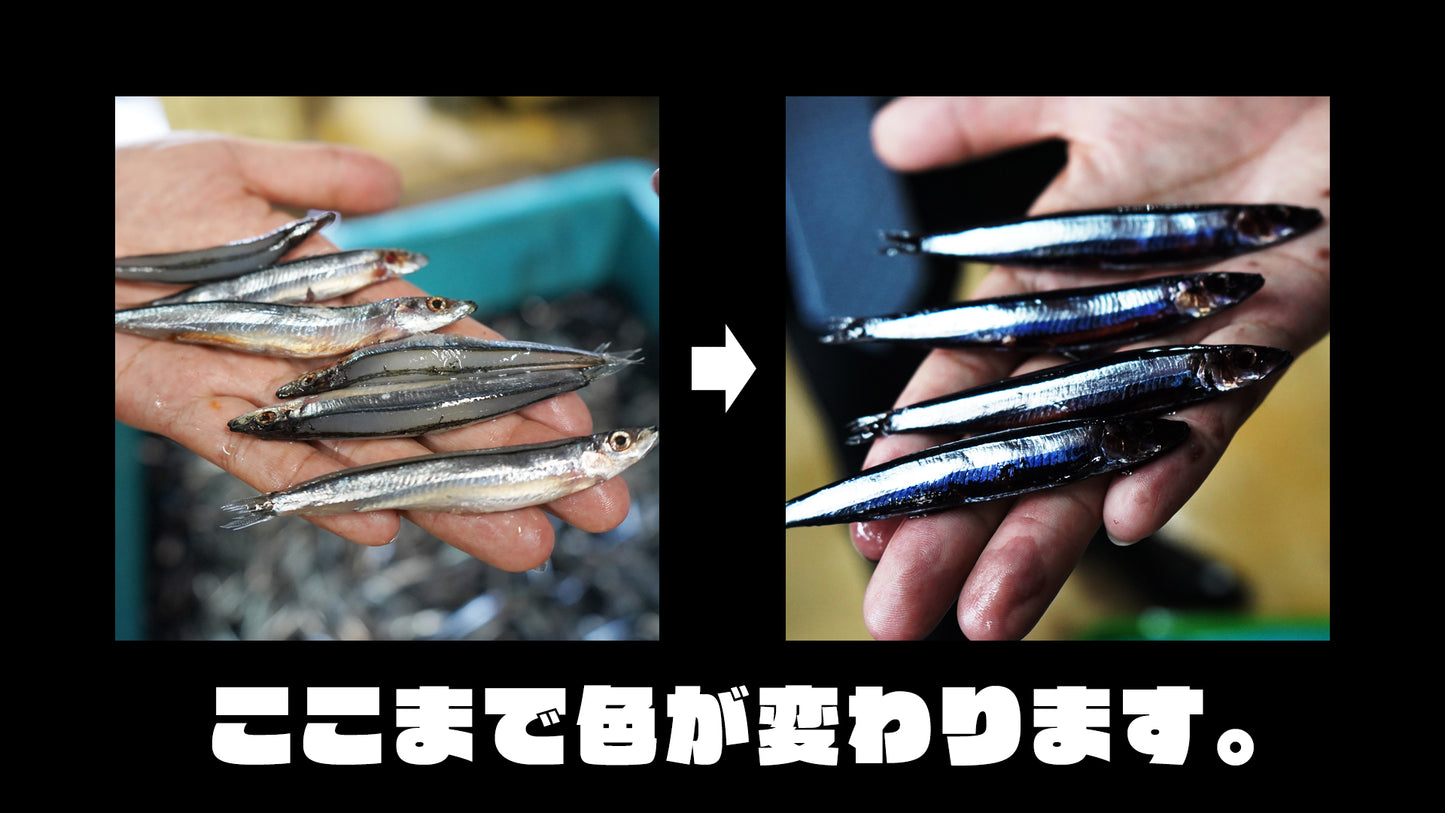ブラックキビナゴ お墨付き