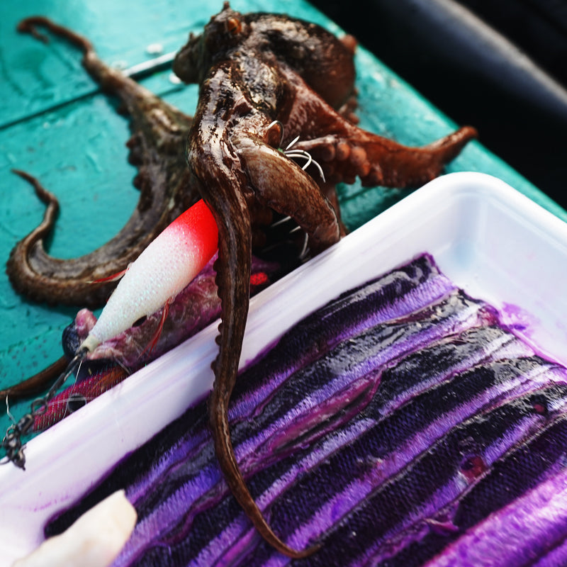 ぐるぐるさんま ( パープル ) 5個セット