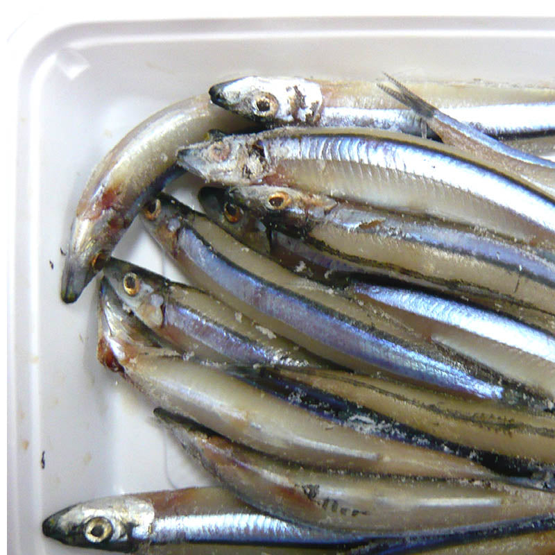 キビナゴ (小) 海上釣堀 太刀魚