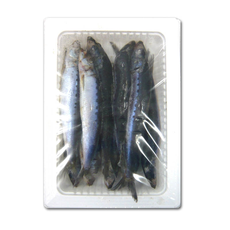 テンヤ用イワシ(船用)10~11匹入り