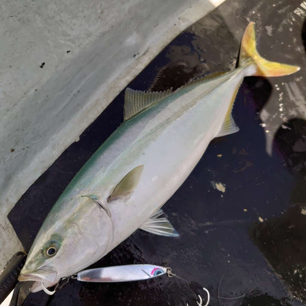 ヒラメタスティック 60