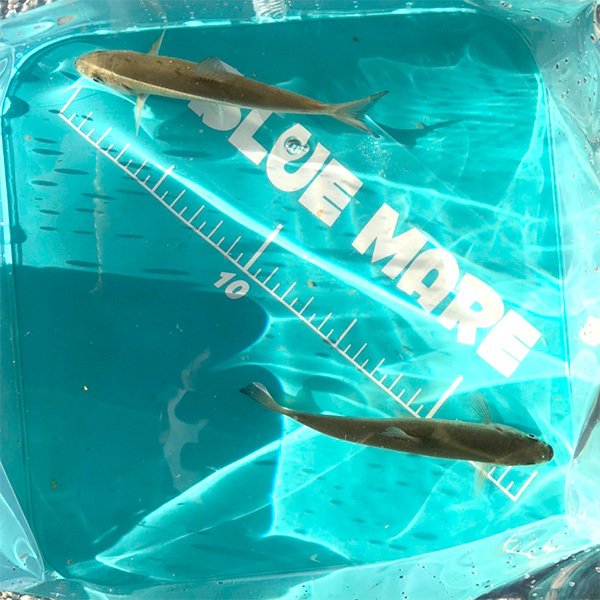 メッシュ付き反転バケツ 24cm クリヤー