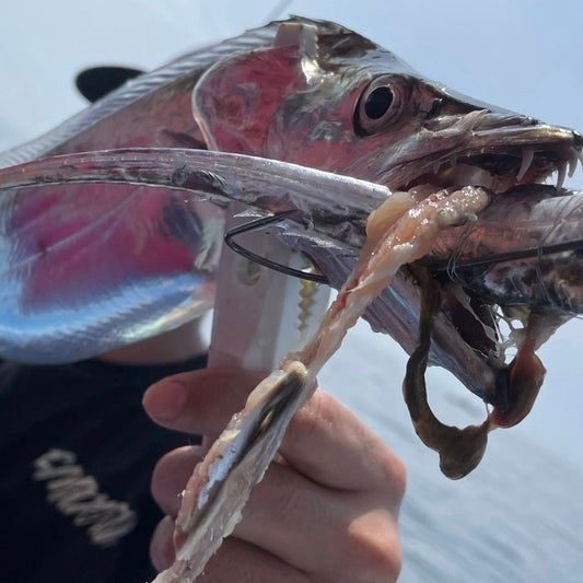 サイズも数も違う！船の太刀魚釣りがアツい！