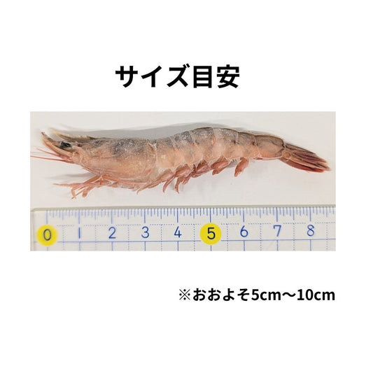タフエビ