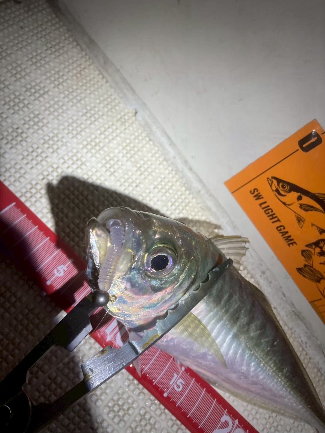ちりめんベイト