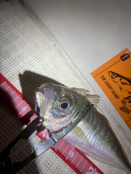 ちりめんベイト
