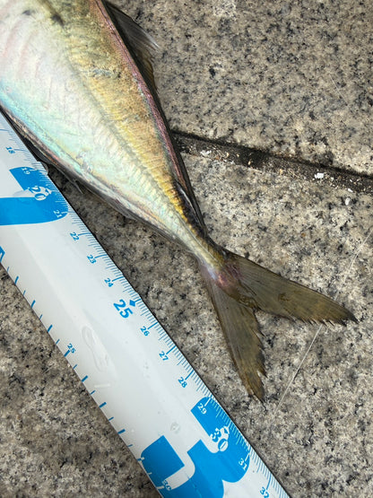 追い喰いデカメバル