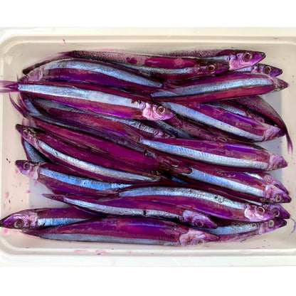 紫キビナゴ（パープルキビナゴ）