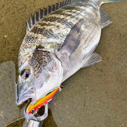 コザカナー