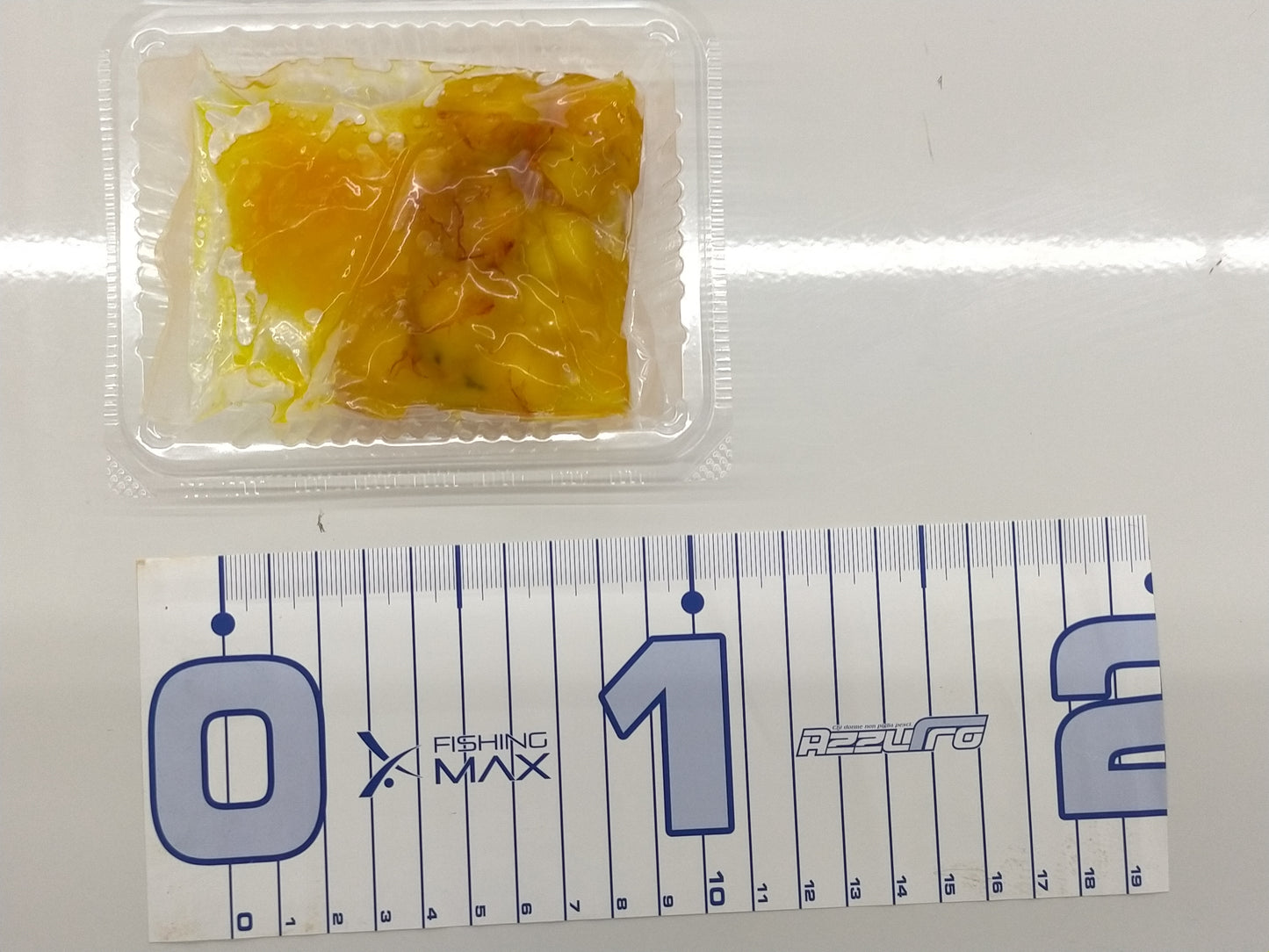 爆釣真鯛